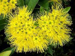 Xanthostemon Chrysanthus 'Golden Penda'