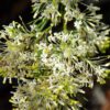 Grevillea Curviloba