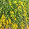 Grevillea Cooroora Cascade