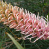 Grevillea Flamingo