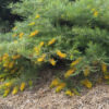 Grevillea Golden Lyre