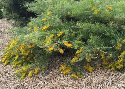 Grevillea Golden Lyre