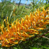Grevillea Honey Gem