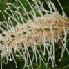 Grevillea Ivory Whip