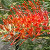 Grevillea Jester