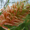 Grevillea Just Peachy
