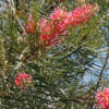 Grevillea Just Rosy