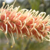 Grevillea Kay Williams