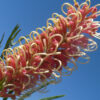 Grevillea Majestic