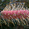 Grevillea Misty Pink