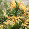 Grevillea Molongolo
