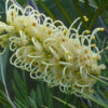 Grevillea Moonlight