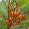 Grevillea Orange Marmalade
