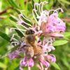 Grevillea Pink Midget