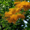 Grevillea robusta 'Silky Oak'