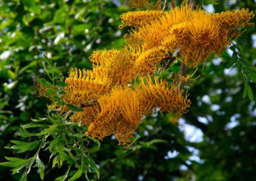 Grevillea robusta 'Silky Oak'