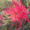 Grevillea Robyn Gordon