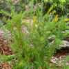 Grevillea Rosy's Baby