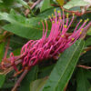 Grevillea Royal Mantle