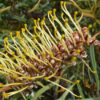 Grevillea Strawberry Blonde