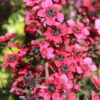 Leptospermum 'Nanum Rubrum'