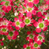 Leptospermum 'Outrageous'