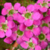 Leptospermum 'Pageant'