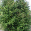 Leptospermum petersonii