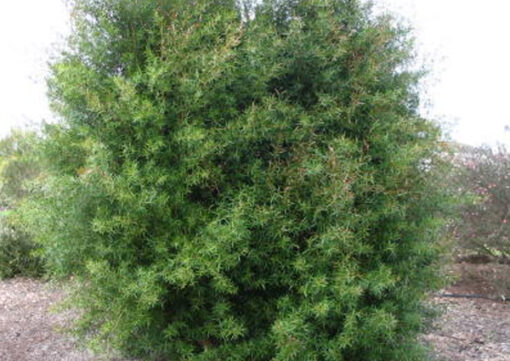 Leptospermum petersonii