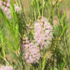 Melaleuca armillaris Pink