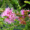 Melaleuca Cotton Candy