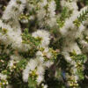 Melaleuca Snowstorm
