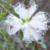 Melaleuca White Lace