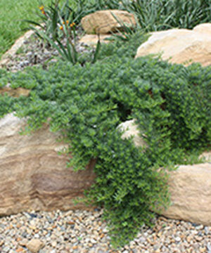 Myoporum parvifolium 'Yareena'