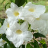 Pandorea jasminoides 'Lady Di'