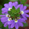 Scaevola Aussie 'Salute'