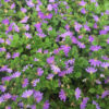 Scaevola albida 'Mauve Clusters'