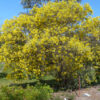 Acacia Podalyriifolia 'Mt Morgan Wattle' at Natives R Us Plant Nursery, Servicing Gympie & Sunshine Coast