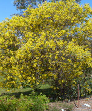 Acacia Podalyriifolia 'Mt Morgan Wattle' at Natives R Us Plant Nursery, Servicing Gympie & Sunshine Coast