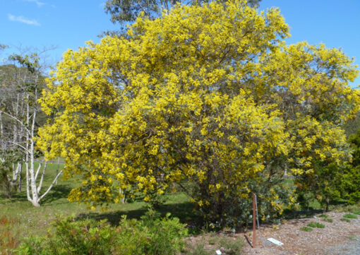 Acacia Podalyriifolia 'Mt Morgan Wattle' at Natives R Us Plant Nursery, Servicing Gympie & Sunshine Coast