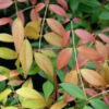 Syzygium Cascade
