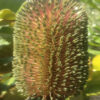 Banksia robur at Natives R Us Plant Nursery, Servicing Gympie & Sunshine Coast