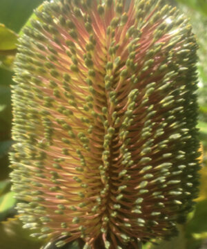 Banksia robur at Natives R Us Plant Nursery, Servicing Gympie & Sunshine Coast