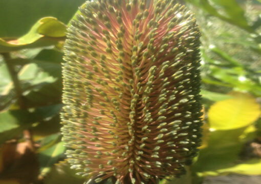 Banksia robur at Natives R Us Plant Nursery, Servicing Gympie & Sunshine Coast
