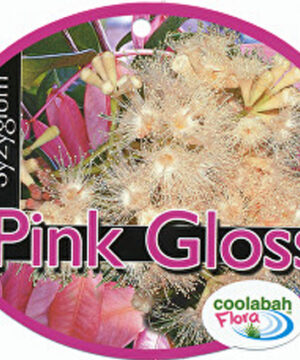 Syzygium Pink Gloss