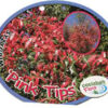 Syzygium Pink Tips