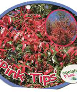 Syzygium Pink Tips