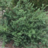 Westringia fruiticosa 'Mundi'