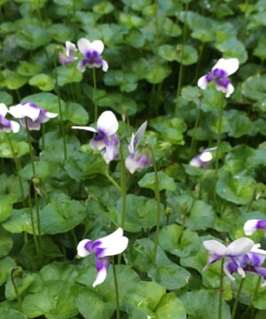 Viola hederacea 'Native Violets'