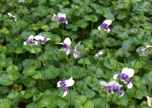 Viola hederacea 'Native Violets'